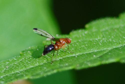 Geomyza sp.